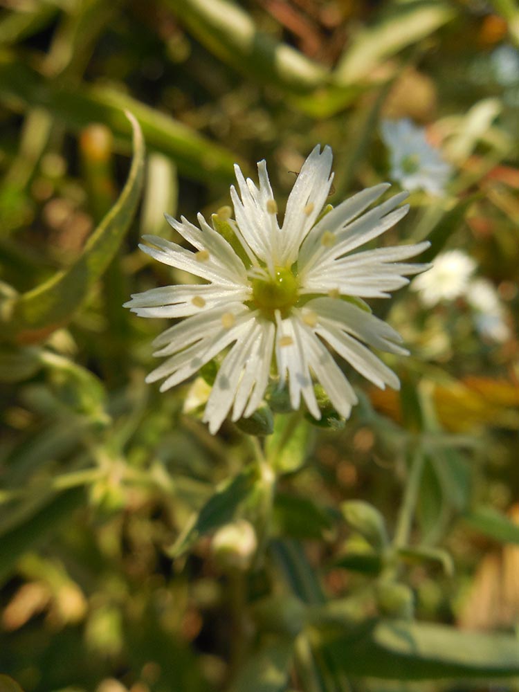 Image of Fimbripetalum radians specimen.