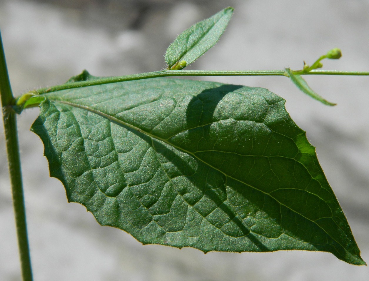 Image of Lapsana intermedia specimen.