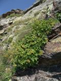 Potentilla brachypetala