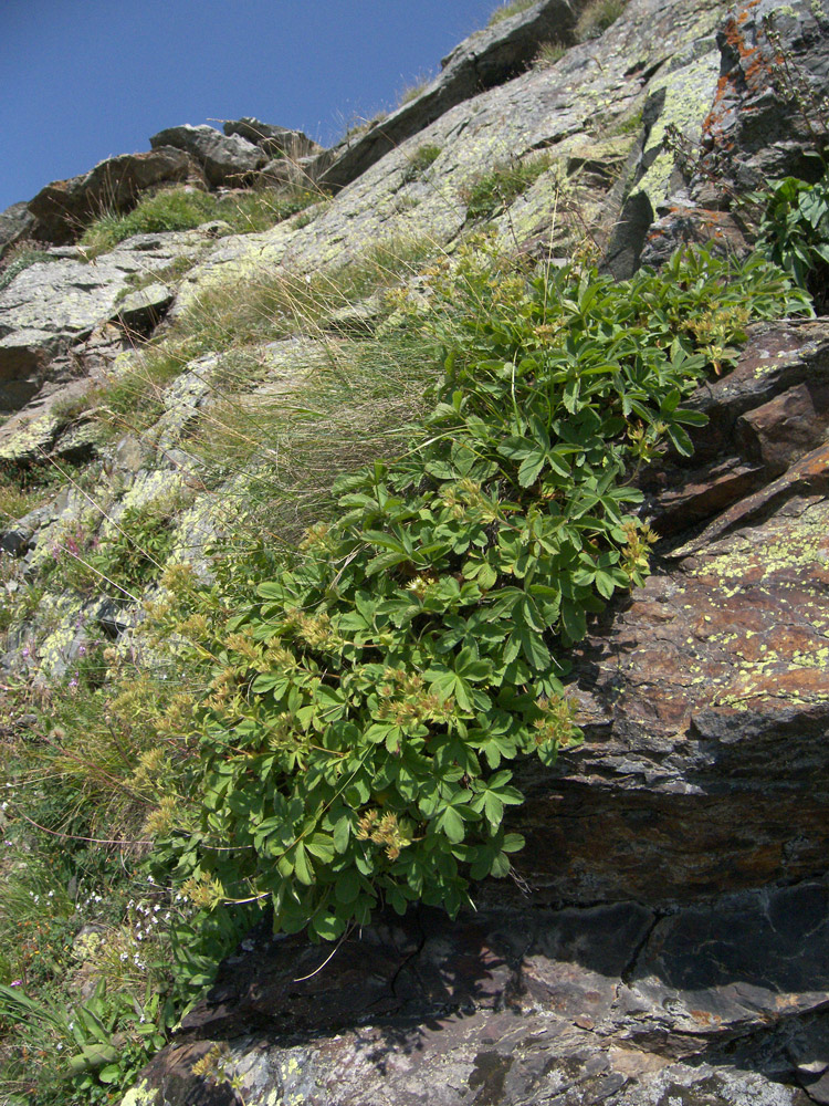 Image of Potentilla brachypetala specimen.
