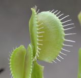 Image of taxon representative. Author is Роланд Цандекидис