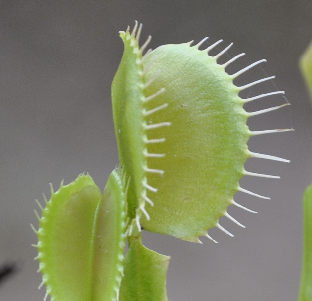 Изображение особи Dionaea muscipula.