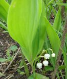 Convallaria keiskei. Цветущее растение. Приморский край, окрестности г. Уссурийска. 18.05.2008.