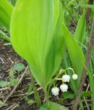 Convallaria keiskei