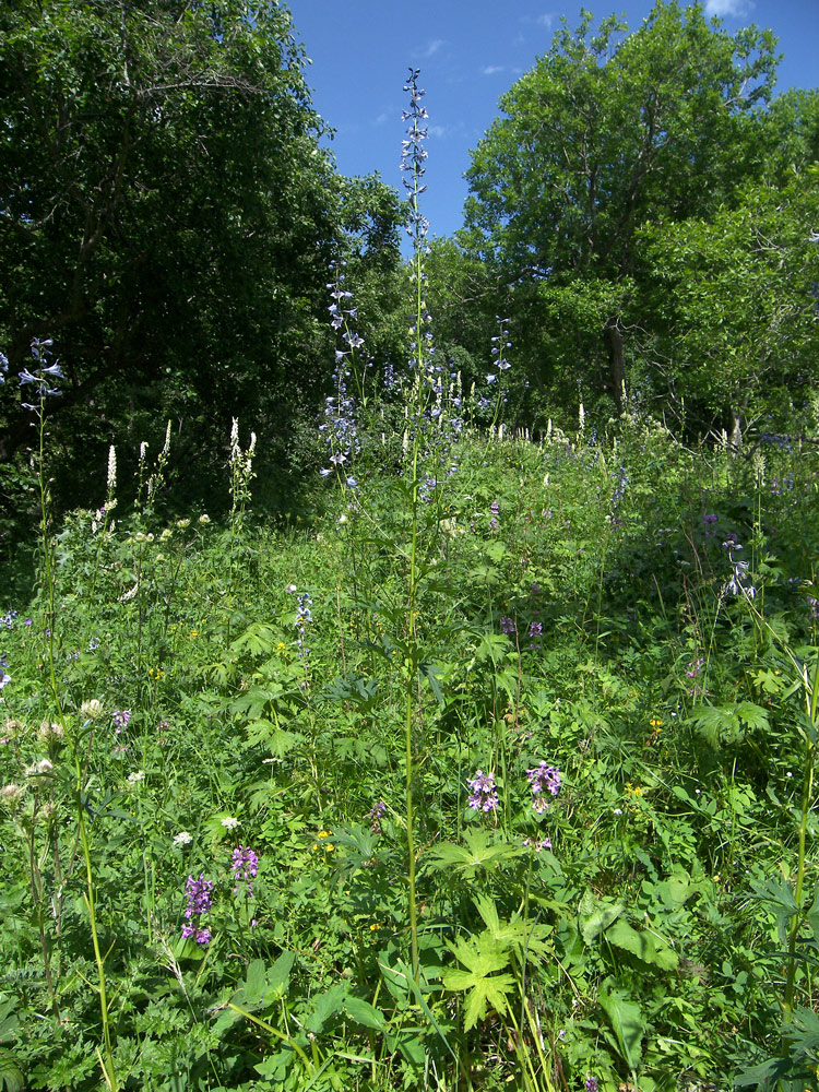 Image of Delphinium flexuosum specimen.