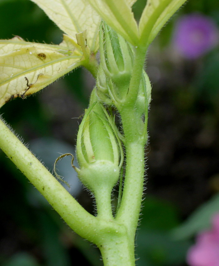 Image of Hibiscus esculentus specimen.