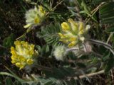 Astragalus dasyanthus. Соцветия. Белгородская обл., окр. пос. Борисовка, Острасьев Яр, степь. 30.06.2009.