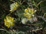 Astragalus dasyanthus. Соцветия. Белгородская обл., окр. пос. Борисовка, Острасьев Яр, степь. 30.06.2009.