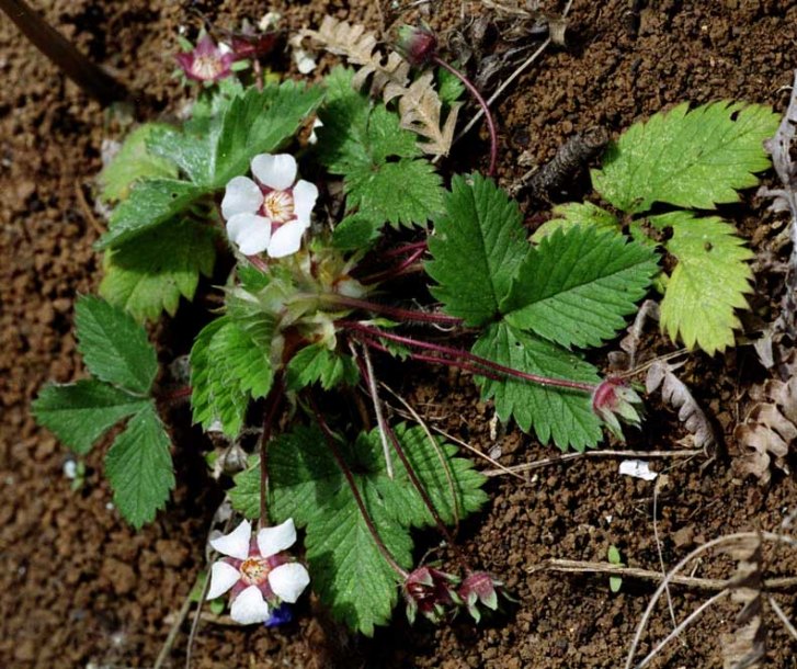 Изображение особи Potentilla micrantha.