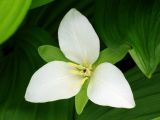 Trillium camschatcense