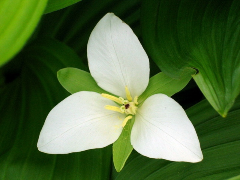 Изображение особи Trillium camschatcense.