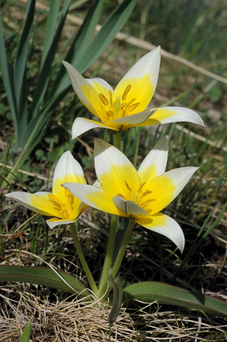 Image of Tulipa tarda specimen.