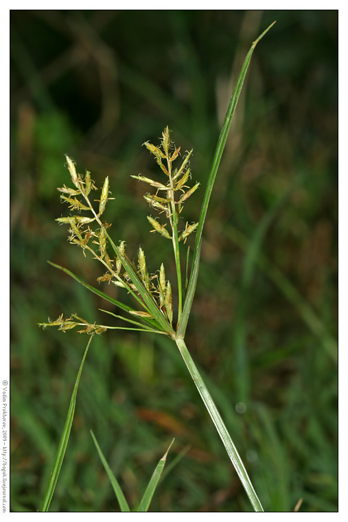 Image of Cyperus esculentus specimen.