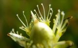 Parnassia palustris