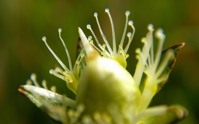 Изображение особи Parnassia palustris.