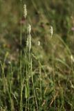 Phleum nodosum