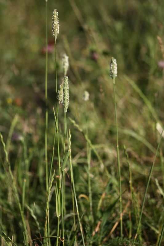 Изображение особи Phleum nodosum.