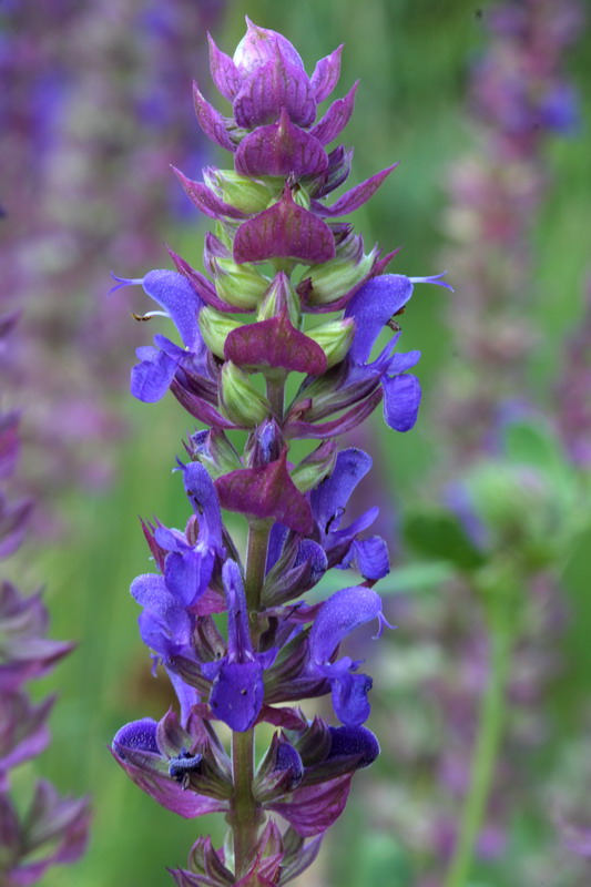 Изображение особи Salvia nemorosa.