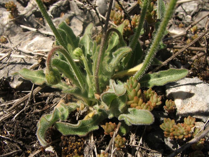 Image of Leontodon biscutellifolius specimen.