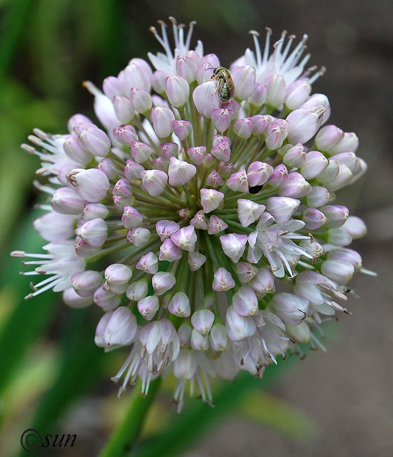 Image of Allium nutans specimen.