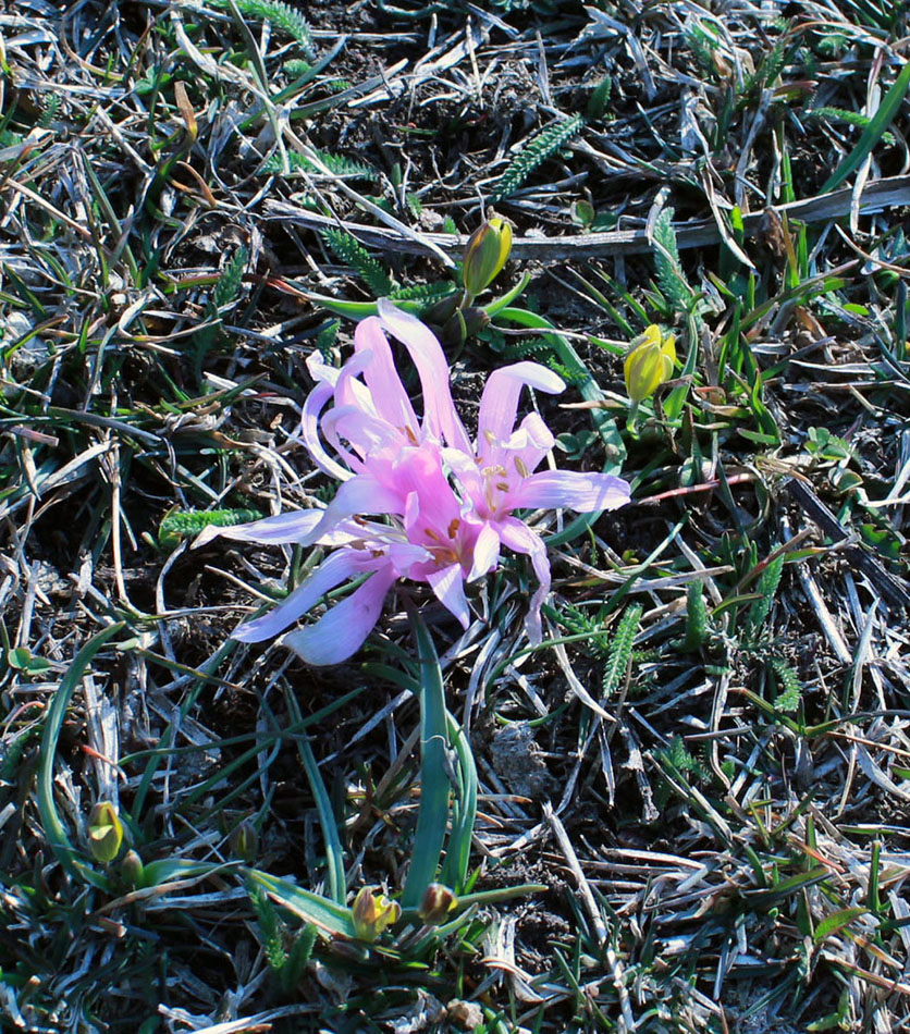 Image of Merendera trigyna specimen.