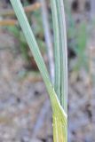 Allium guttatum subspecies sardoum