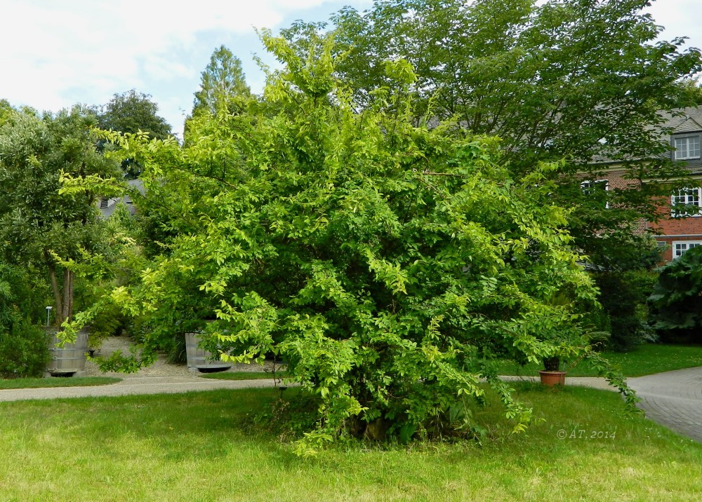 Изображение особи Hemiptelea davidii.