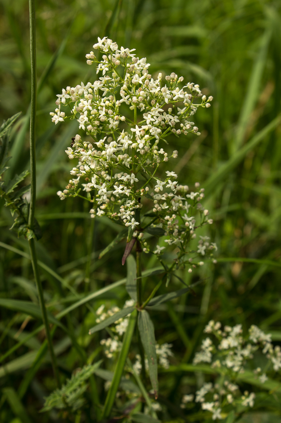 Изображение особи Galium boreale.