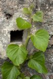 Hedera helix