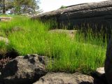 Juncus gerardi. Цветущие растения на дерновине на гранитных скалах. Архангельская обл., Онежский р-н, Белое море, о-в Кий. 12.06.2014.