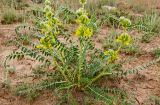 Astragalus vulpinus