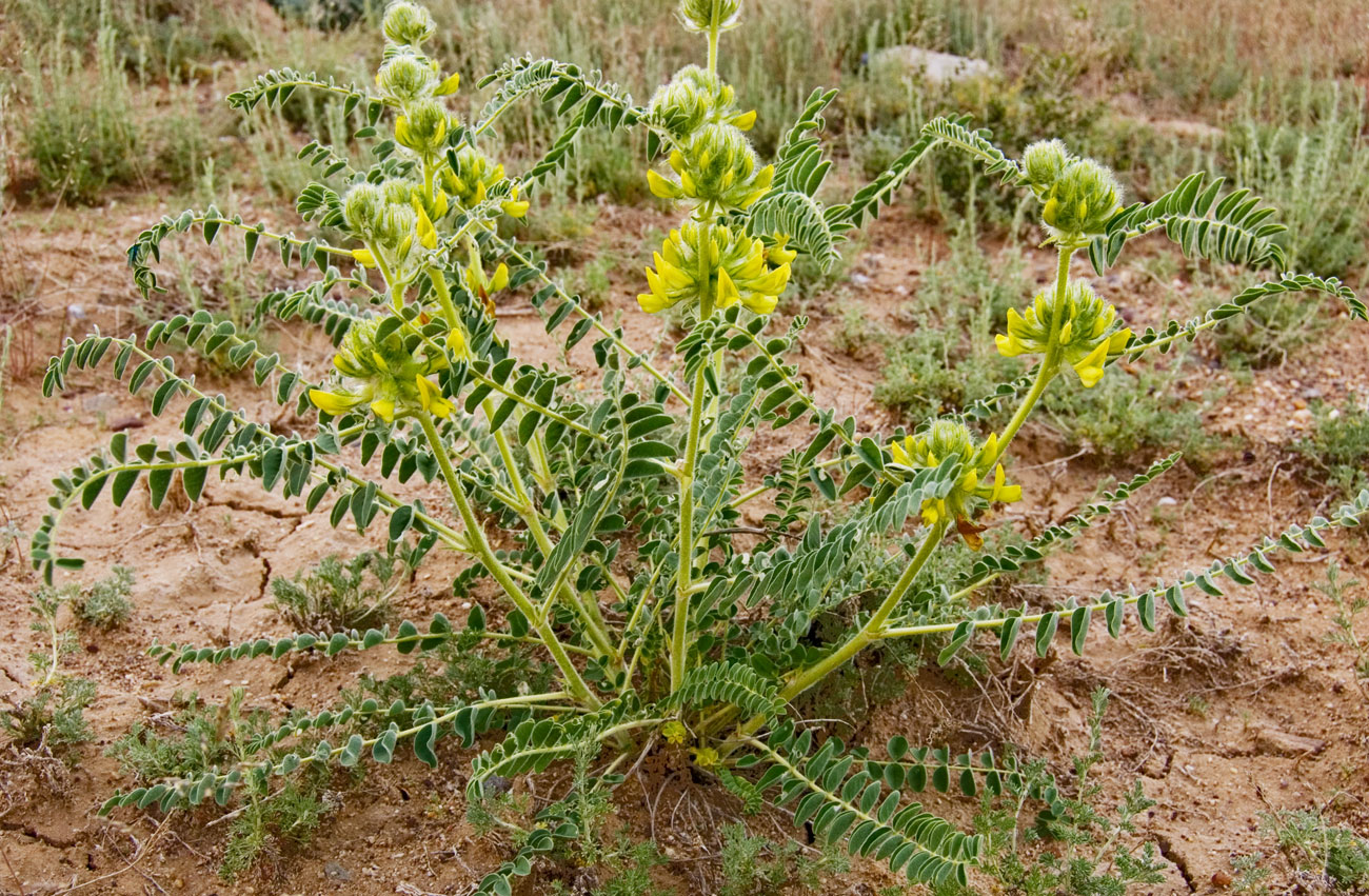 Image of Astragalus vulpinus specimen.