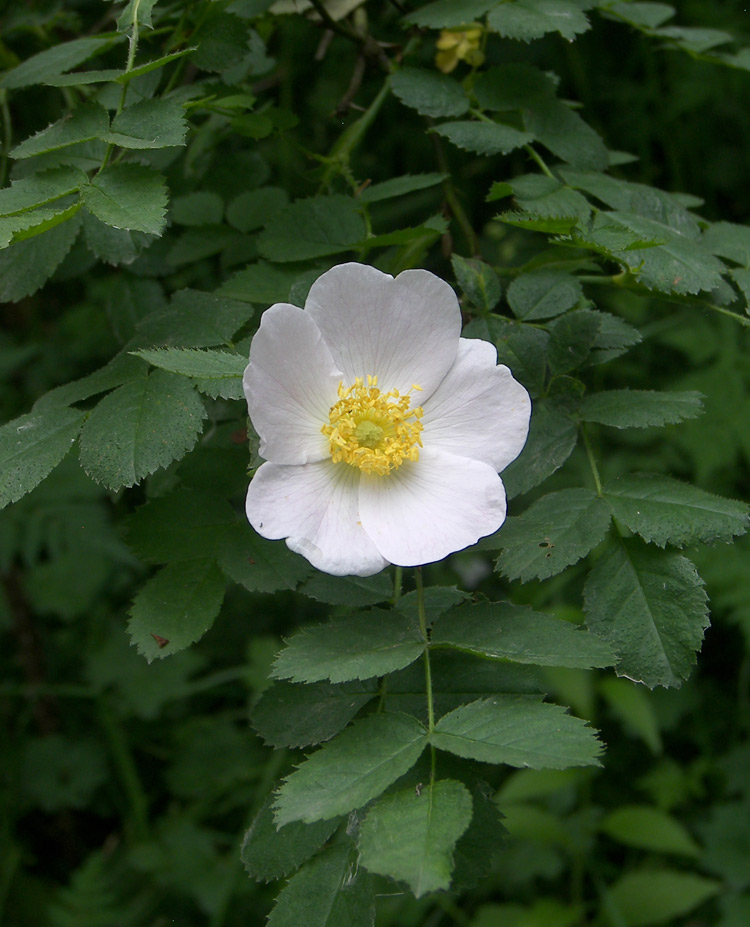 Изображение особи Rosa valentinae.