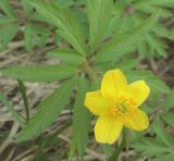 Смотреть изображение Anemone ranunculoides