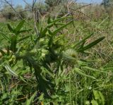 Cirsium vulgare