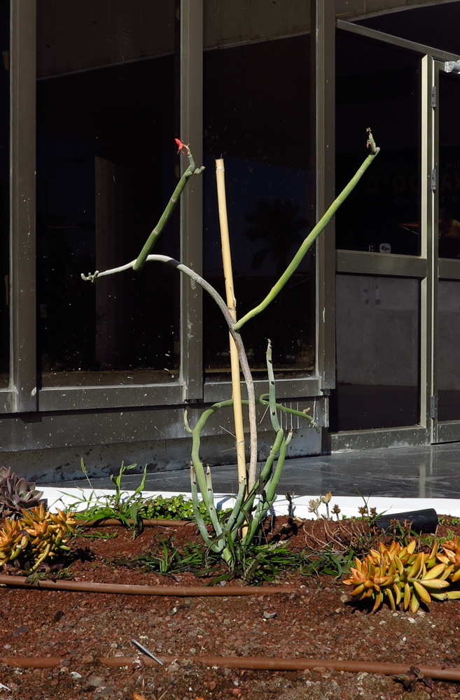 Image of Euphorbia lomelii specimen.