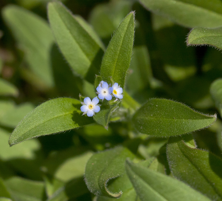 Image of Myosotis sparsiflora specimen.