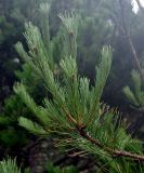 Pinus densiflora. Верхушка ветви с молодыми шишками. Приморье, Хасанский р-н, полуостров Гамова, бухта Теляковского, обрывистый берег. 28.08.2015.