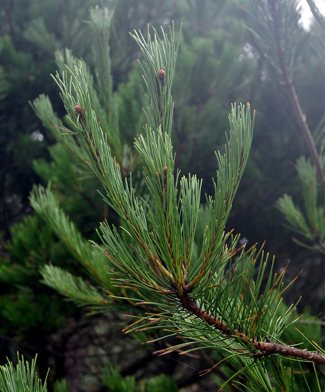Image of Pinus densiflora specimen.