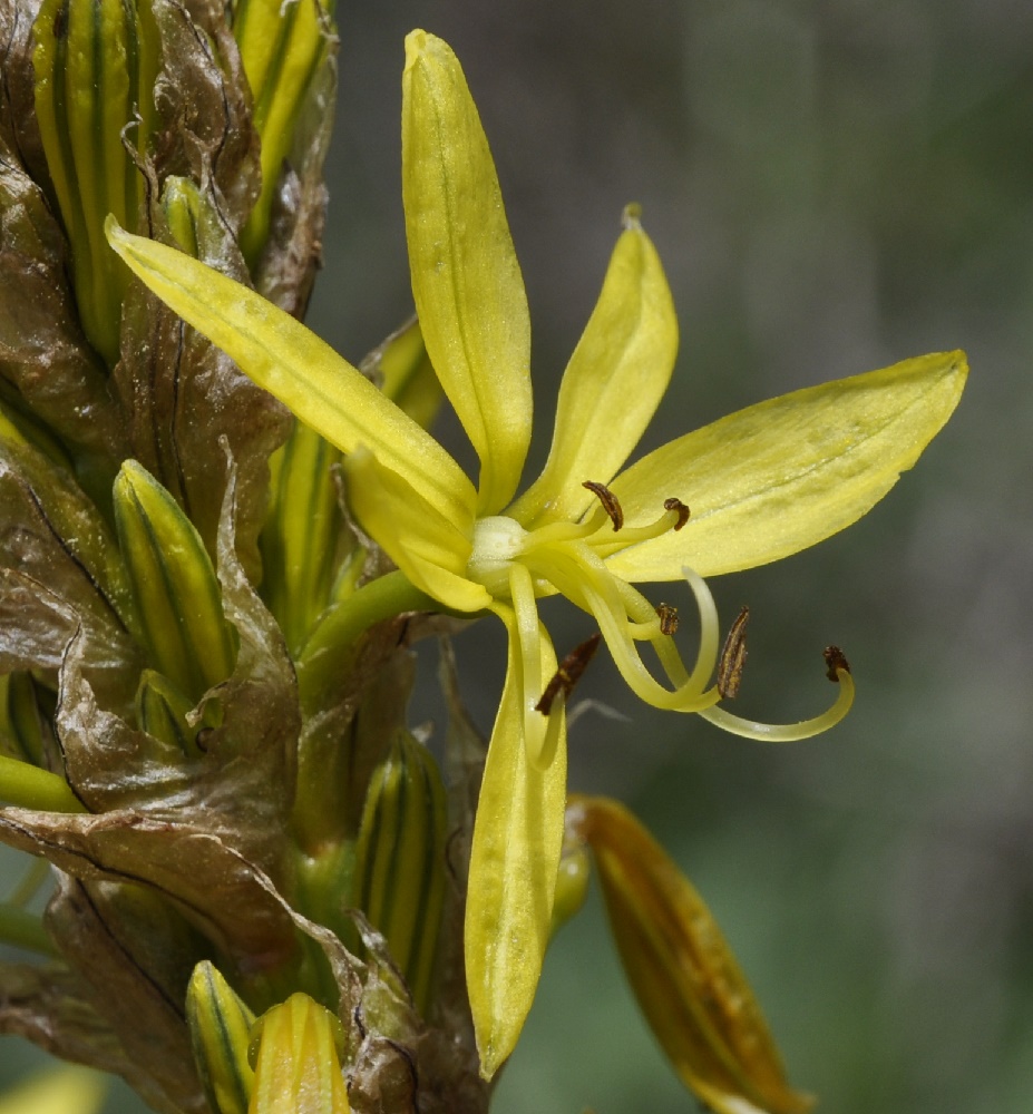 Изображение особи Asphodeline lutea.