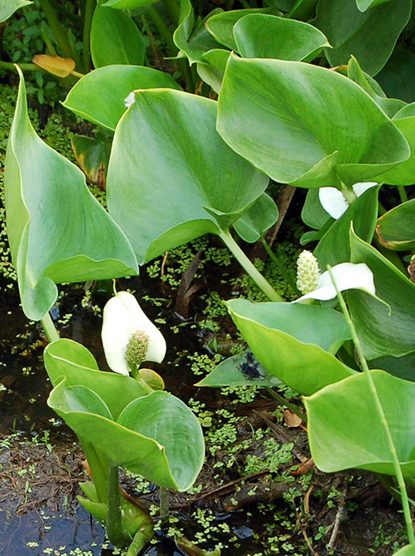 Image of Calla palustris specimen.