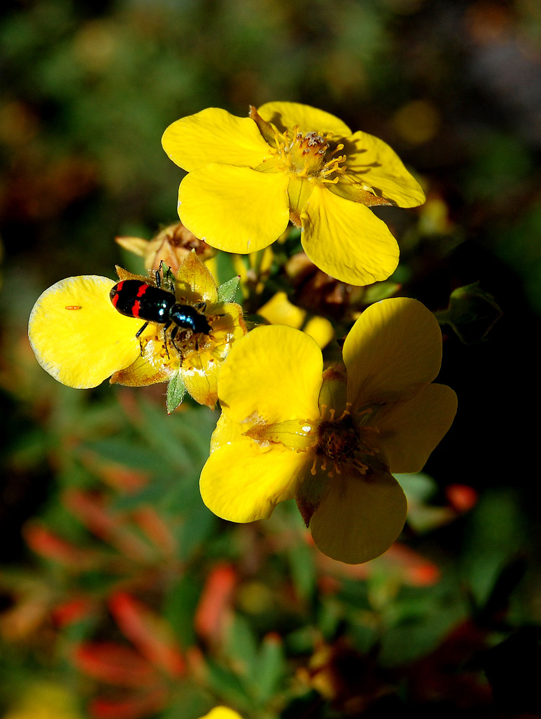 Image of Dasiphora fruticosa specimen.