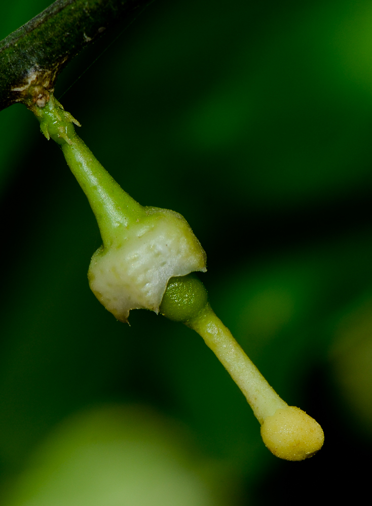 Image of Citrus limon specimen.