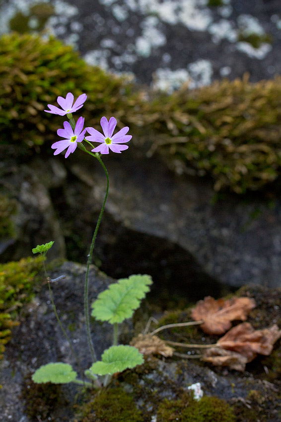 Image of Primula cortusoides specimen.