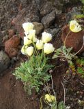 Papaver pseudocanescens