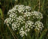 Cenolophium fischeri