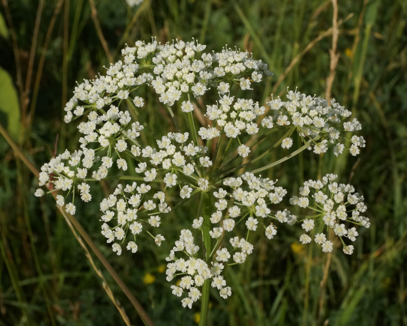 Image of Cenolophium fischeri specimen.