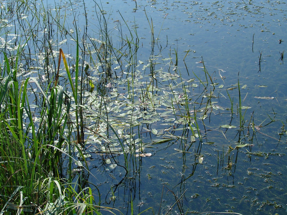 Image of Sagittaria natans specimen.