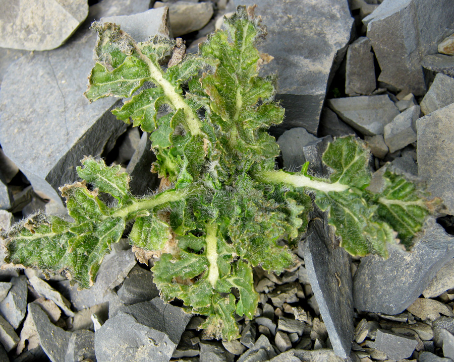 Image of Crambe koktebelica specimen.