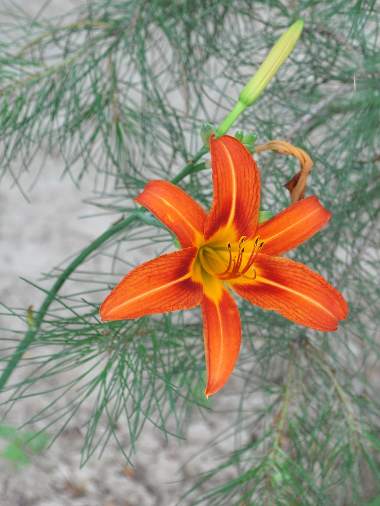 Image of Hemerocallis fulva specimen.